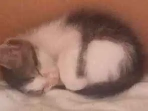 Gato raça Mestiça idade Abaixo de 2 meses nome Pituxa