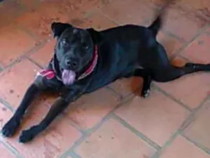 Cachorro raça SRD idade 5 anos nome Kim