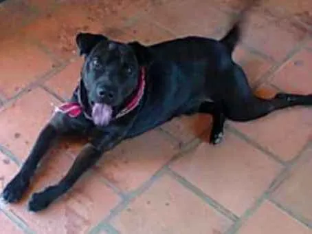 Cachorro ra a SRD idade 5 anos nome Kim