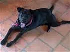 Cachorro raça SRD idade 5 anos nome Kim