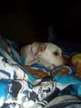 Lola