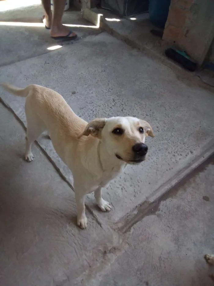 Cachorro ra a Sem raça definida idade 2 a 6 meses nome Lola