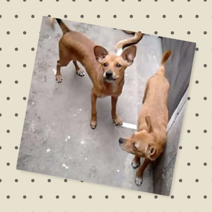 Cachorro raça SRD idade 1 ano nome Hana