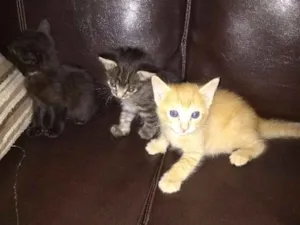 Gato raça SRD idade Abaixo de 2 meses nome Filhotes