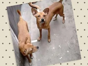Cachorro raça SRD idade 1 ano nome Hana