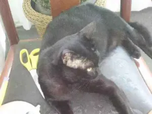 Gato raça Vira-lata idade 1 ano nome Bruce