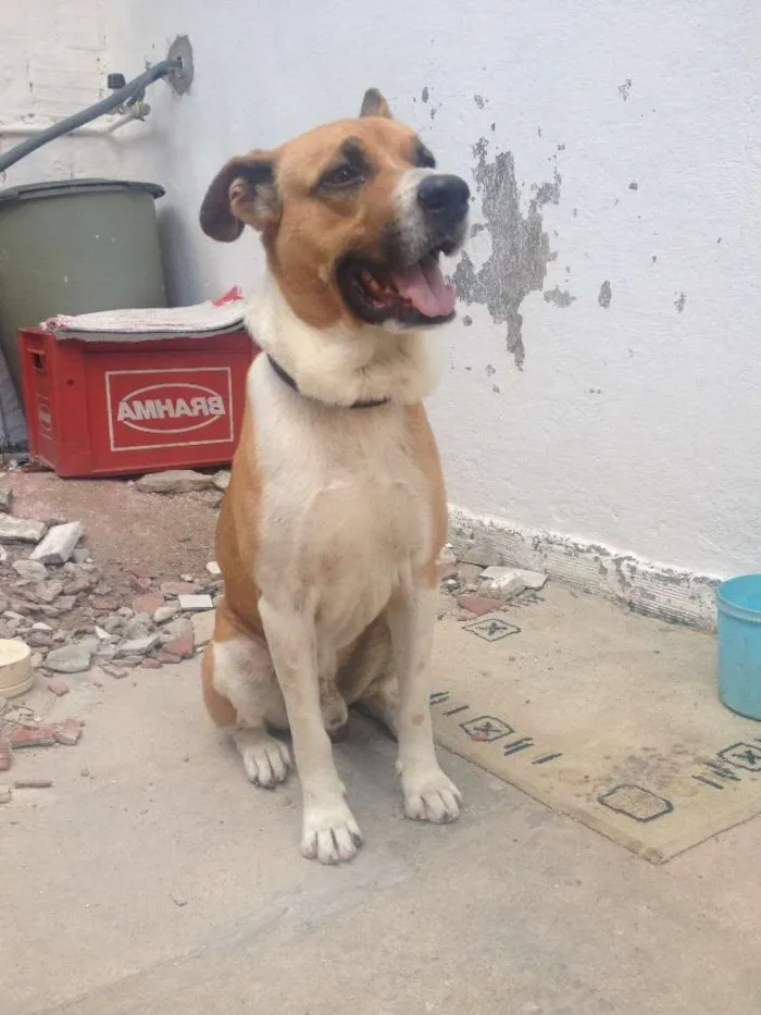 Cachorro raça Labrador com vira-lata idade 3 anos nome Jhow