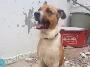 Cachorro raça Labrador com vira-lata idade 3 anos nome Jhow