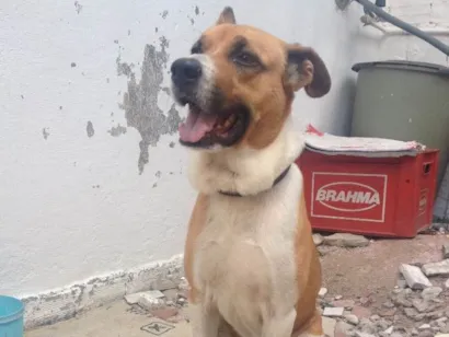Cachorro raça Labrador com vira-lata idade 3 anos nome Jhow