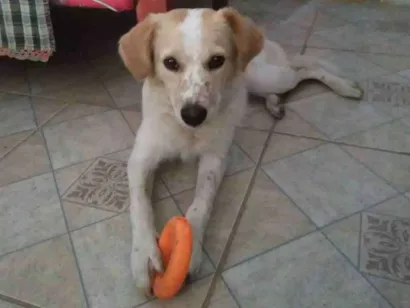 Cachorro raça Sem Raça Definida idade 7 a 11 meses nome Não sei .. 