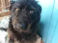 Meg