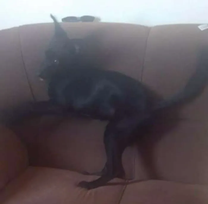 Cachorro ra a SRD idade 7 a 11 meses nome Kiara