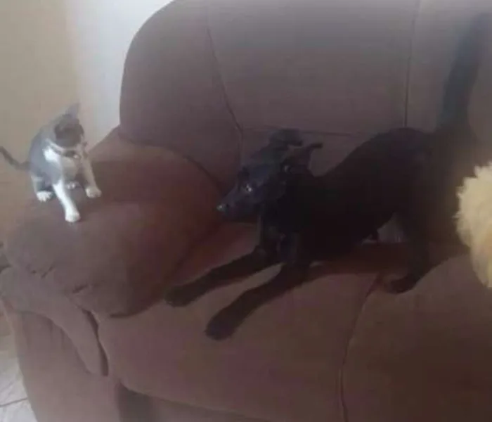 Cachorro ra a SRD idade 7 a 11 meses nome Kiara