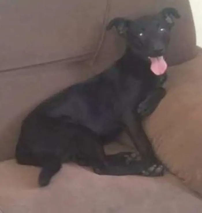 Cachorro ra a SRD idade 7 a 11 meses nome Kiara