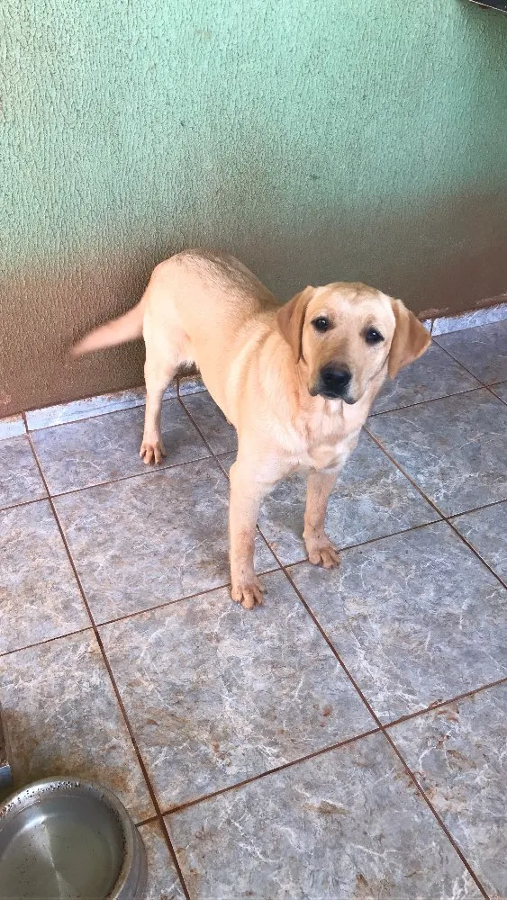 Cachorro ra a Labrador e vira lata idade 1 ano nome Meg e Thor 