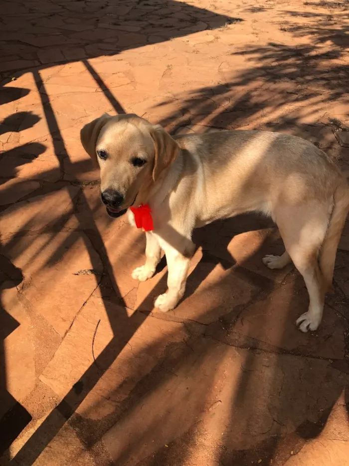 Cachorro ra a Labrador e vira lata idade 1 ano nome Meg e Thor 