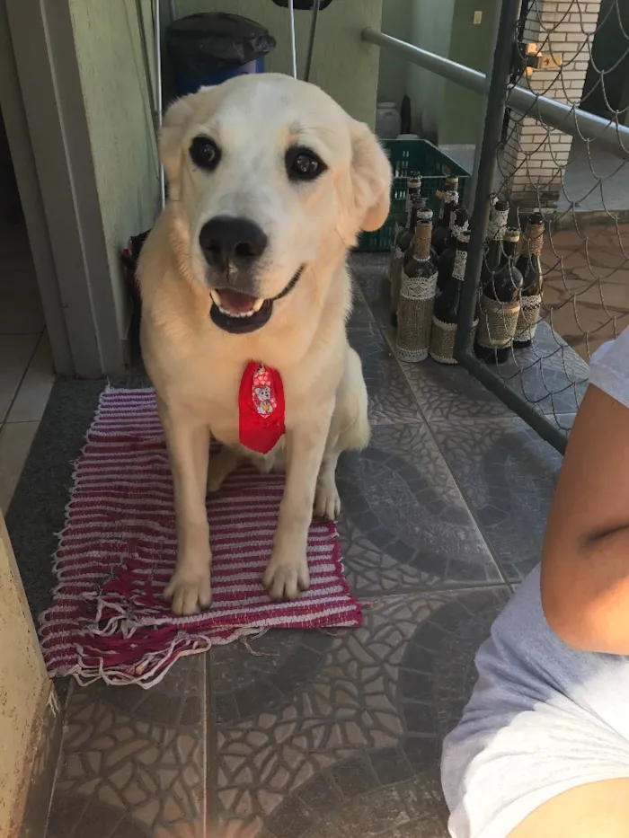 Cachorro ra a Labrador e vira lata idade 1 ano nome Meg e Thor 