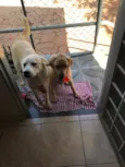 Meg e Thor 