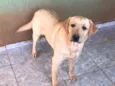 Meg e Thor 