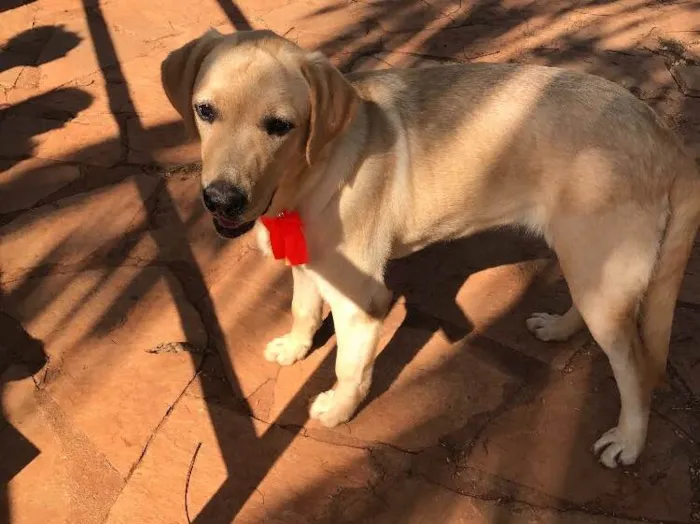 Cachorro ra a Labrador e vira lata idade 1 ano nome Meg e Thor 