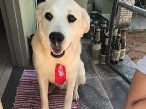 Cachorro raça Labrador e vira lata idade 1 ano nome Meg e Thor 