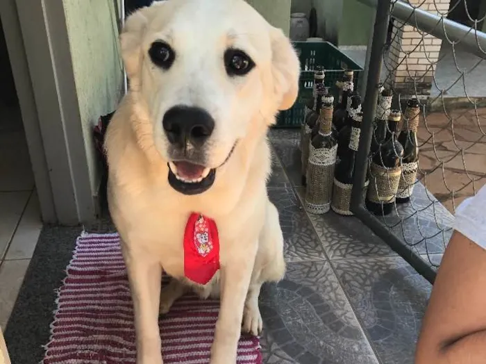 Cachorro ra a Labrador e vira lata idade 1 ano nome Meg e Thor 