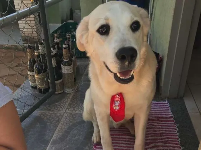 Cachorro ra a Labrador e vira lata idade 1 ano nome Meg e Thor 