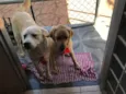 Meg e Thor 