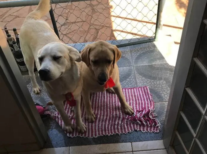 Cachorro ra a Labrador e vira lata idade 1 ano nome Meg e Thor 