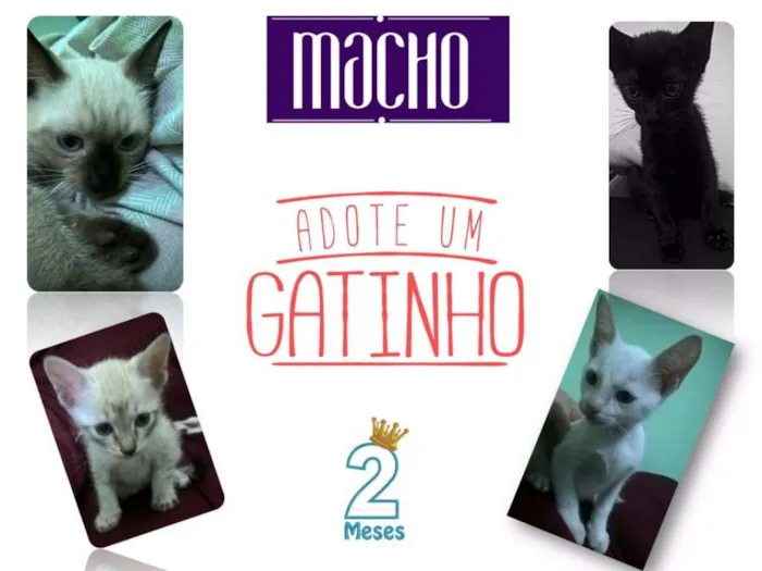 Gato raça SRD idade 2 a 6 meses nome Bebês
