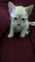 Bebês