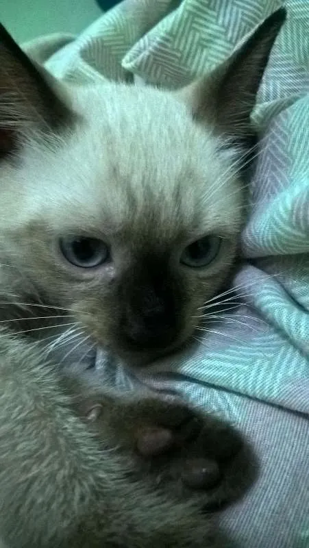 Gato raça SRD idade 2 a 6 meses nome Bebês