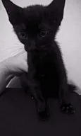 Bebês