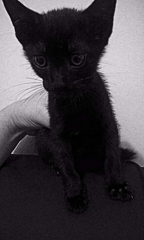 Gato raça SRD idade 2 a 6 meses nome Bebês
