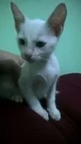 Bebês