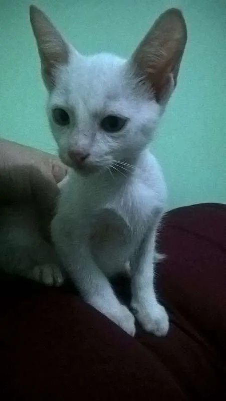 Gato raça SRD idade 2 a 6 meses nome Bebês