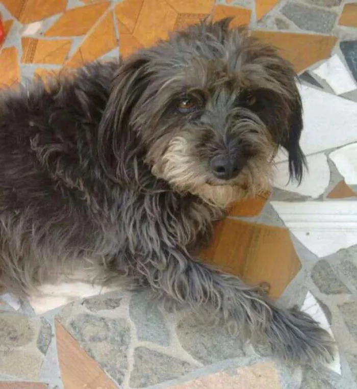 Cachorro ra a Srd idade 3 anos nome Babi