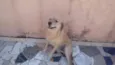 Mel 