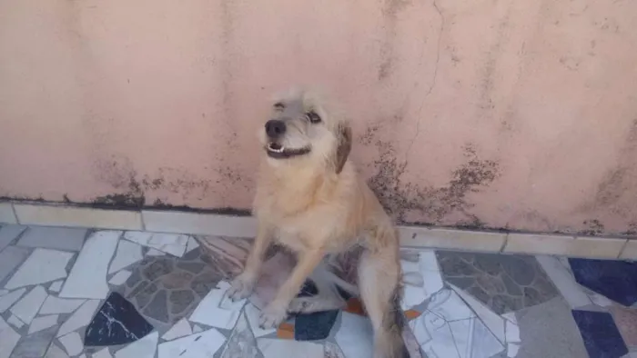Cachorro ra a Srd idade 2 anos nome Mel 
