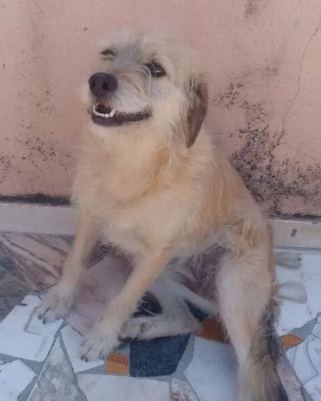 Cachorro ra a Srd idade 2 anos nome Mel 