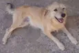 Mel 