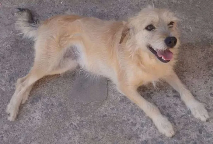 Cachorro ra a Srd idade 2 anos nome Mel 