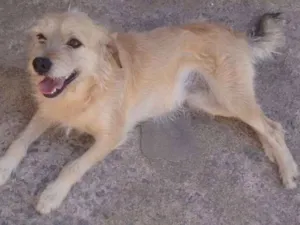 Cachorro raça Srd idade 2 anos nome Mel 