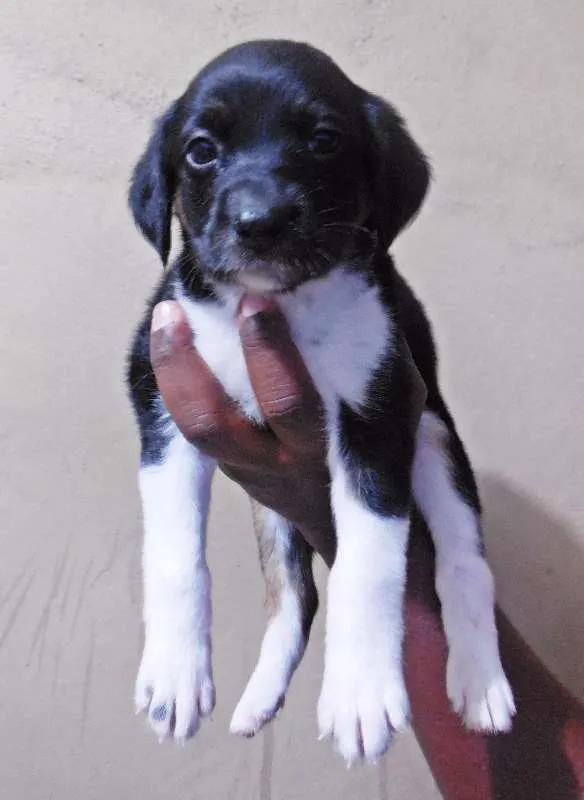 Cachorro raça INDEFINIDA idade Abaixo de 2 meses nome NÃO TEM