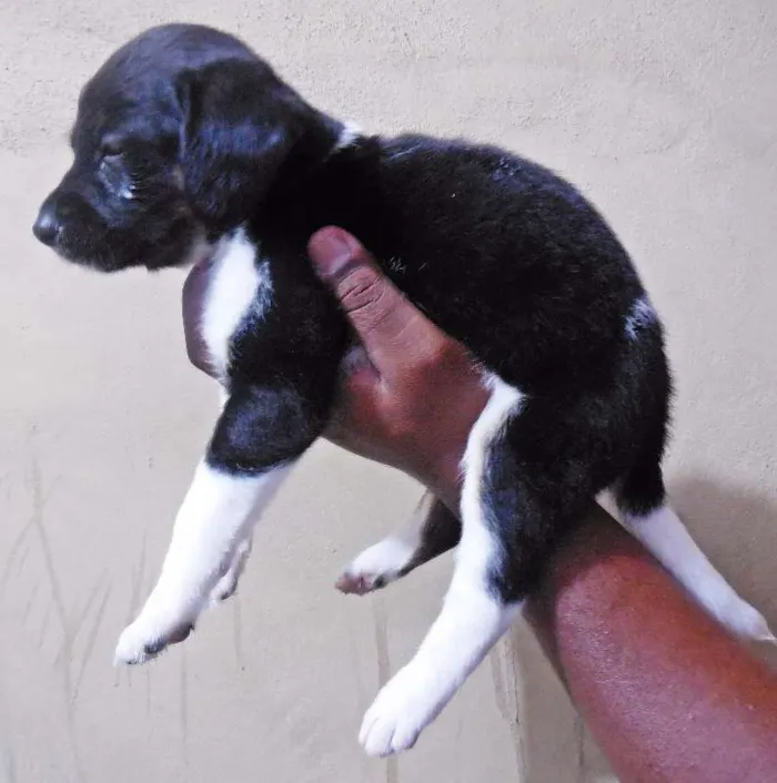 Cachorro raça INDEFINIDA idade Abaixo de 2 meses nome NÃO TEM