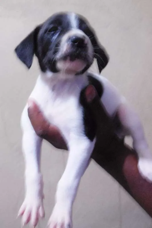 Cachorro raça INDEFINIDA idade Abaixo de 2 meses nome NÃO TEM