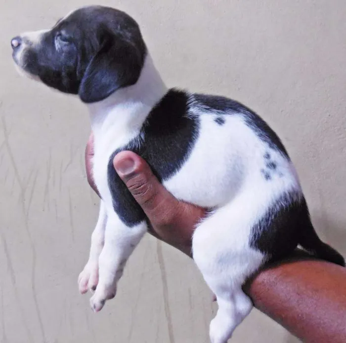 Cachorro raça INDEFINIDA idade Abaixo de 2 meses nome NÃO TEM