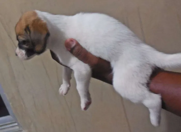 Cachorro raça INDEFINIDA idade Abaixo de 2 meses nome NÃO TEM
