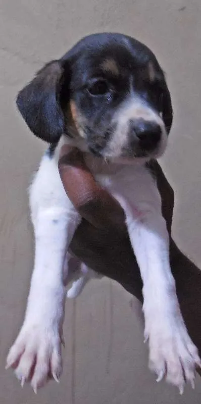 Cachorro raça INDEFINIDA idade Abaixo de 2 meses nome NÃO TEM