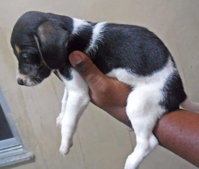 Cachorro raça INDEFINIDA idade Abaixo de 2 meses nome NÃO TEM